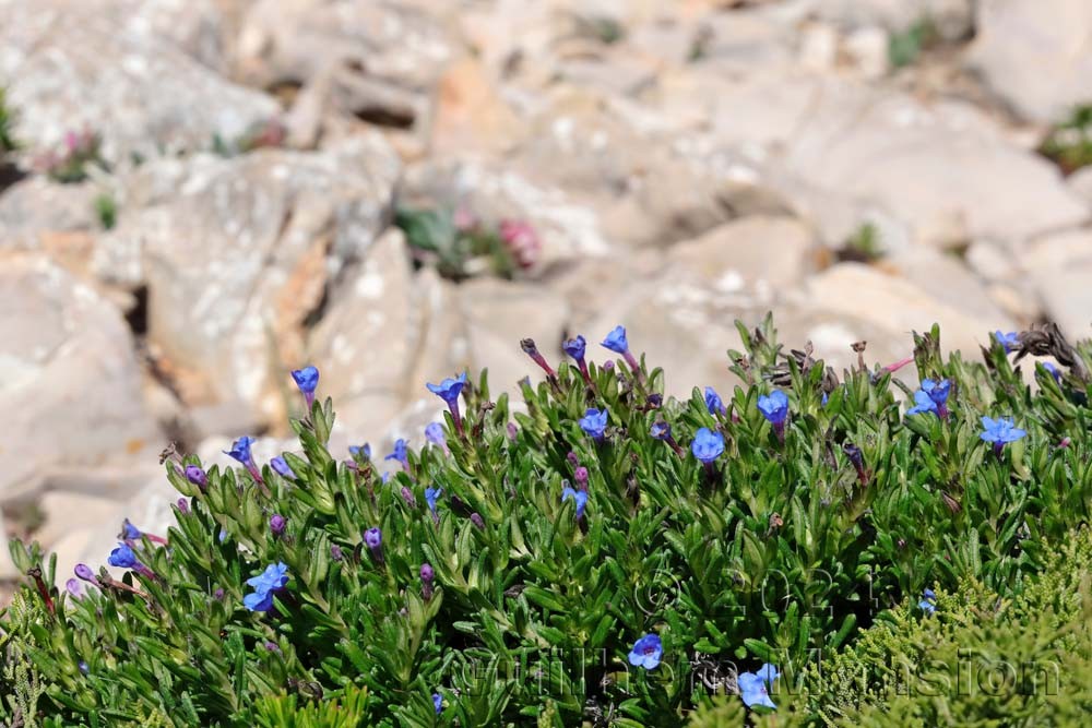 Glandora prostrata