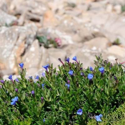 Glandora prostrata