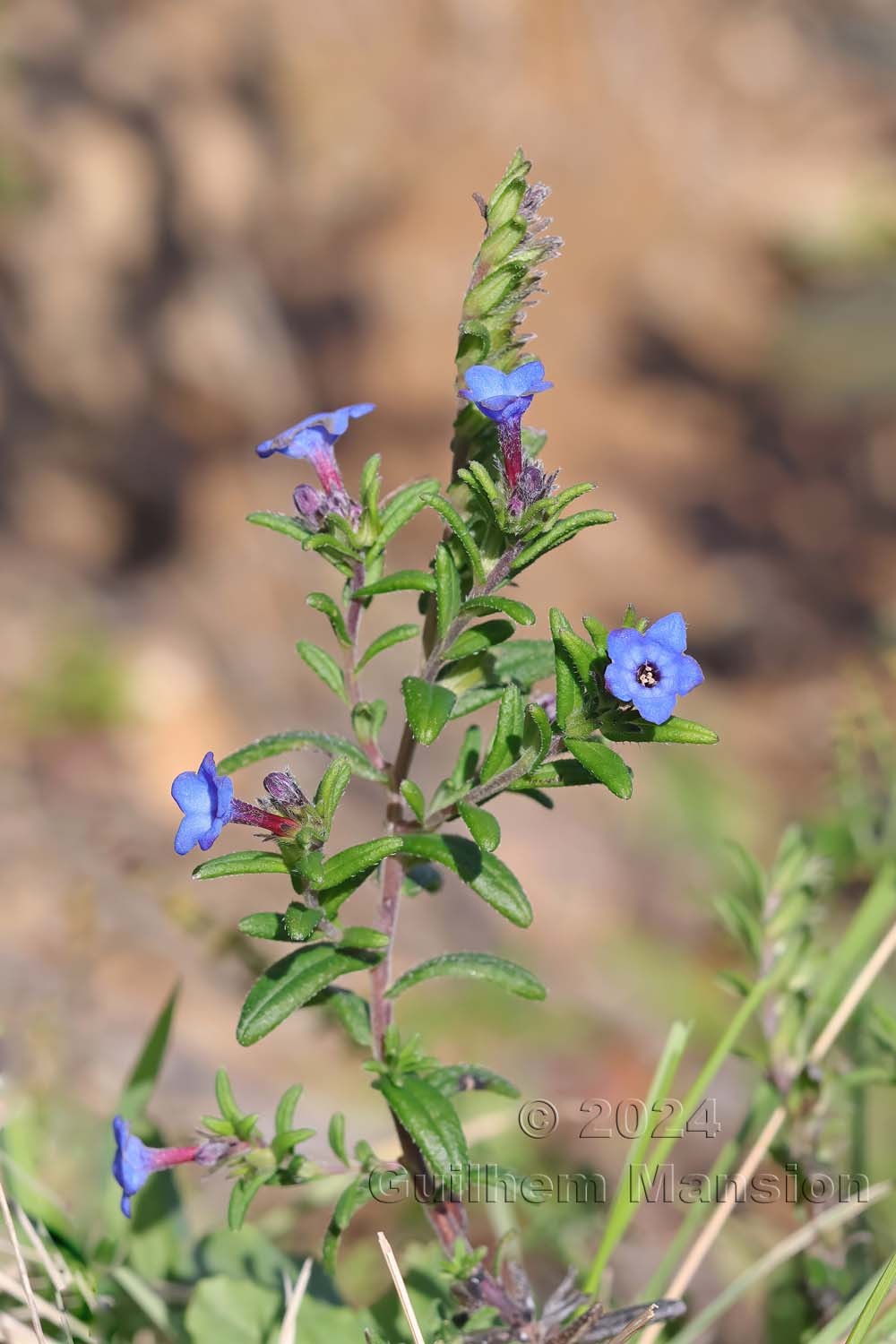 Glandora prostrata