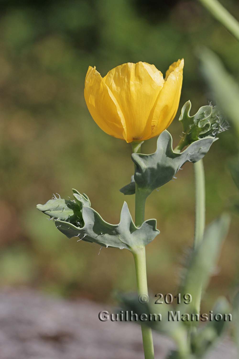 Glaucium flavum