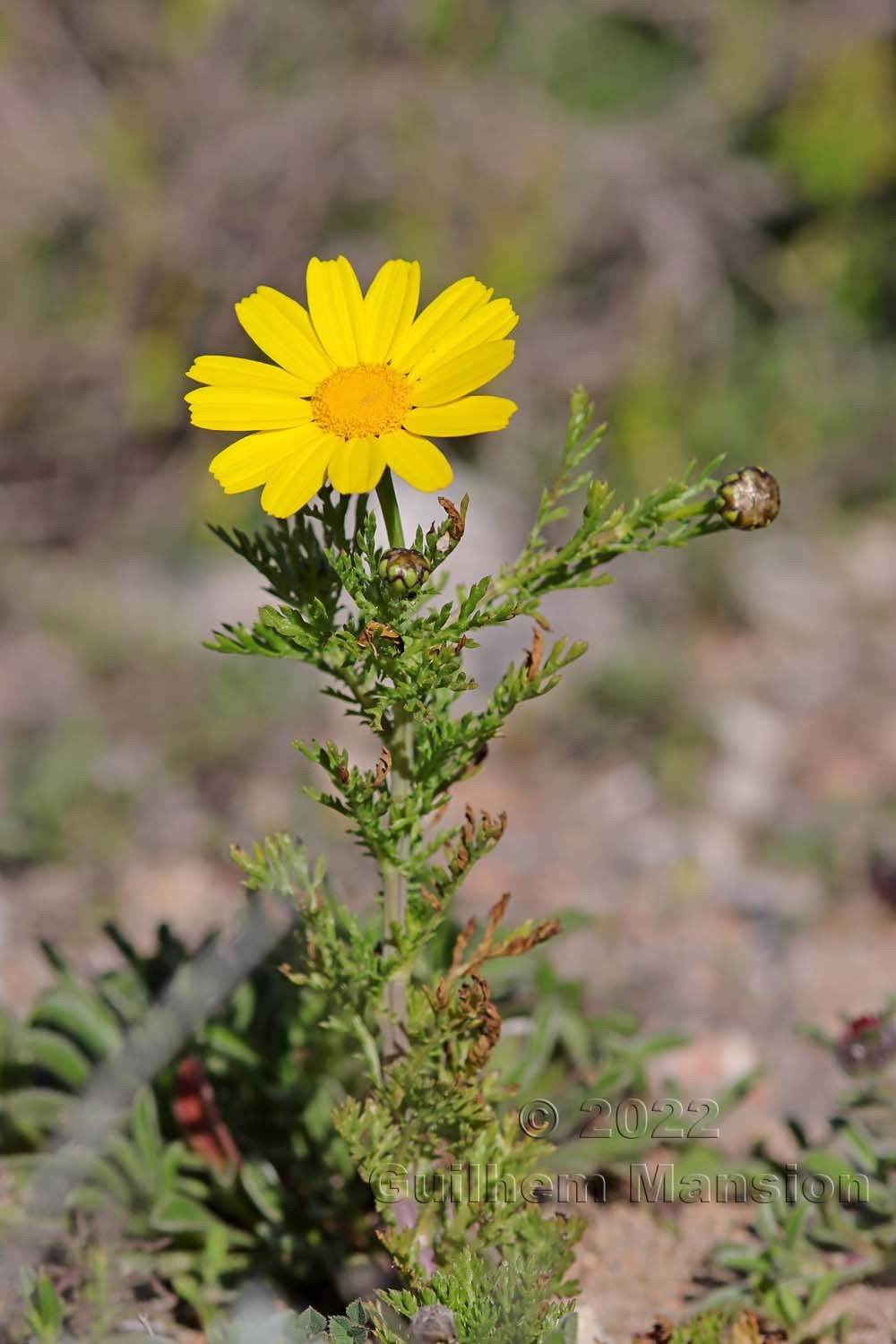 Glebionis coronaria