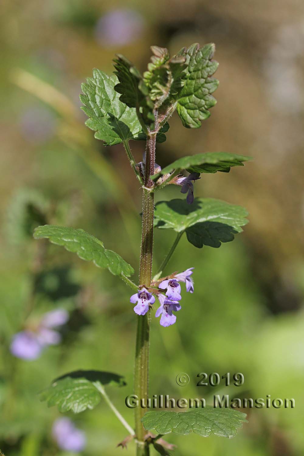 Glechoma hederacea