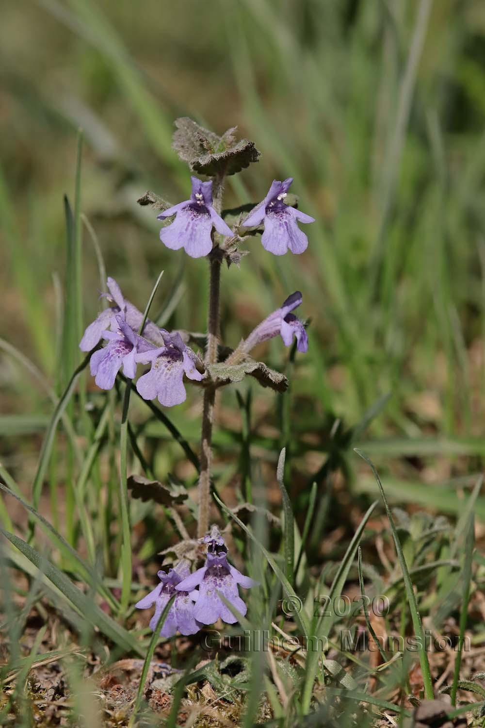 Glechoma hederacea