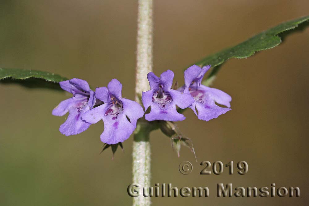 Glechoma hederacea