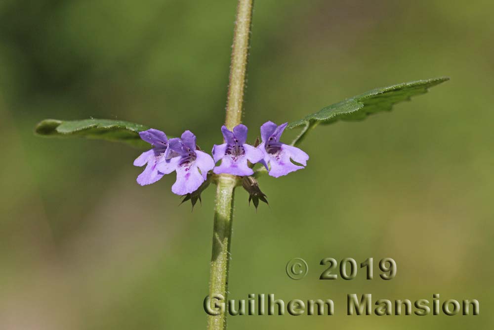 Glechoma hederacea