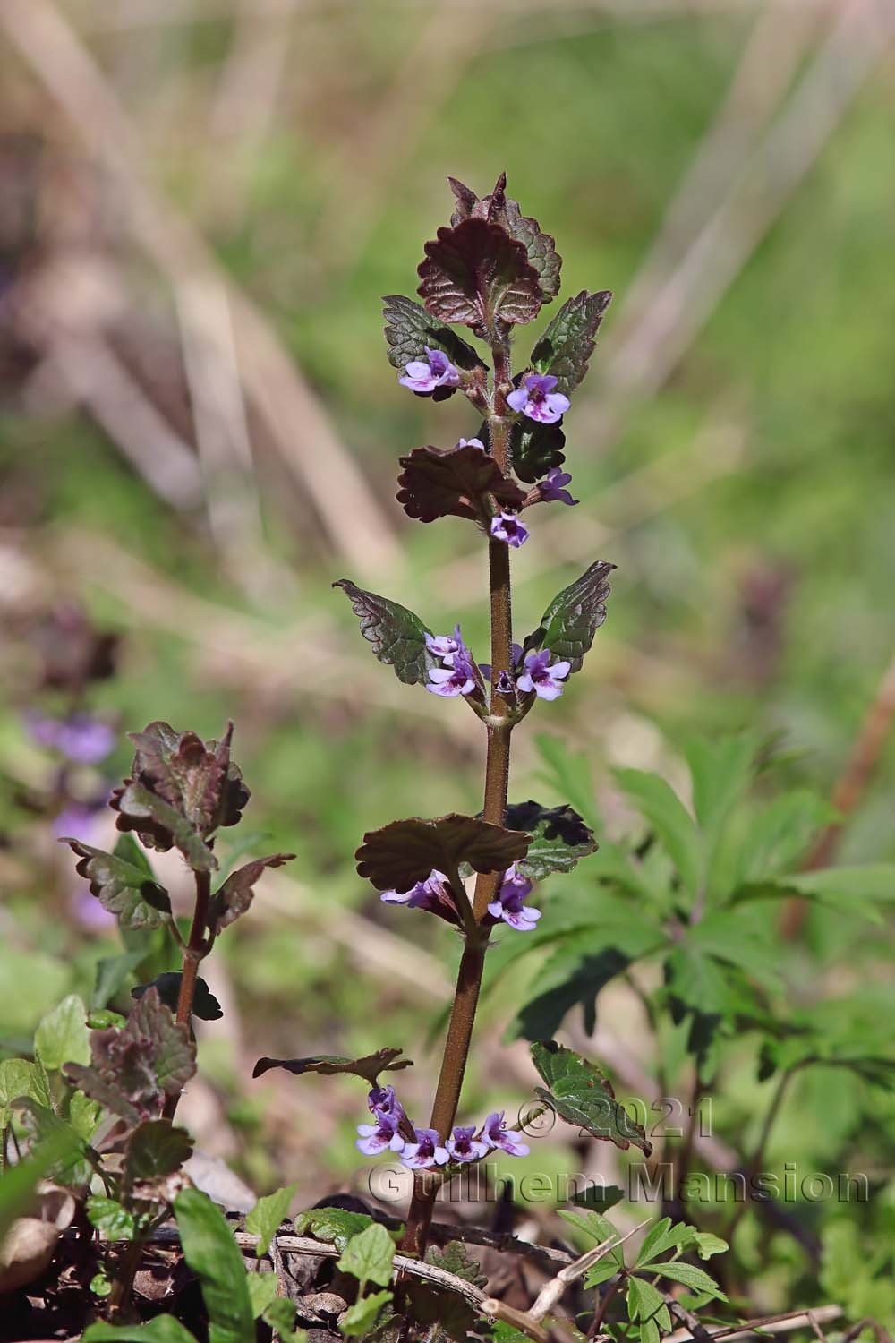 Glechoma hederacea