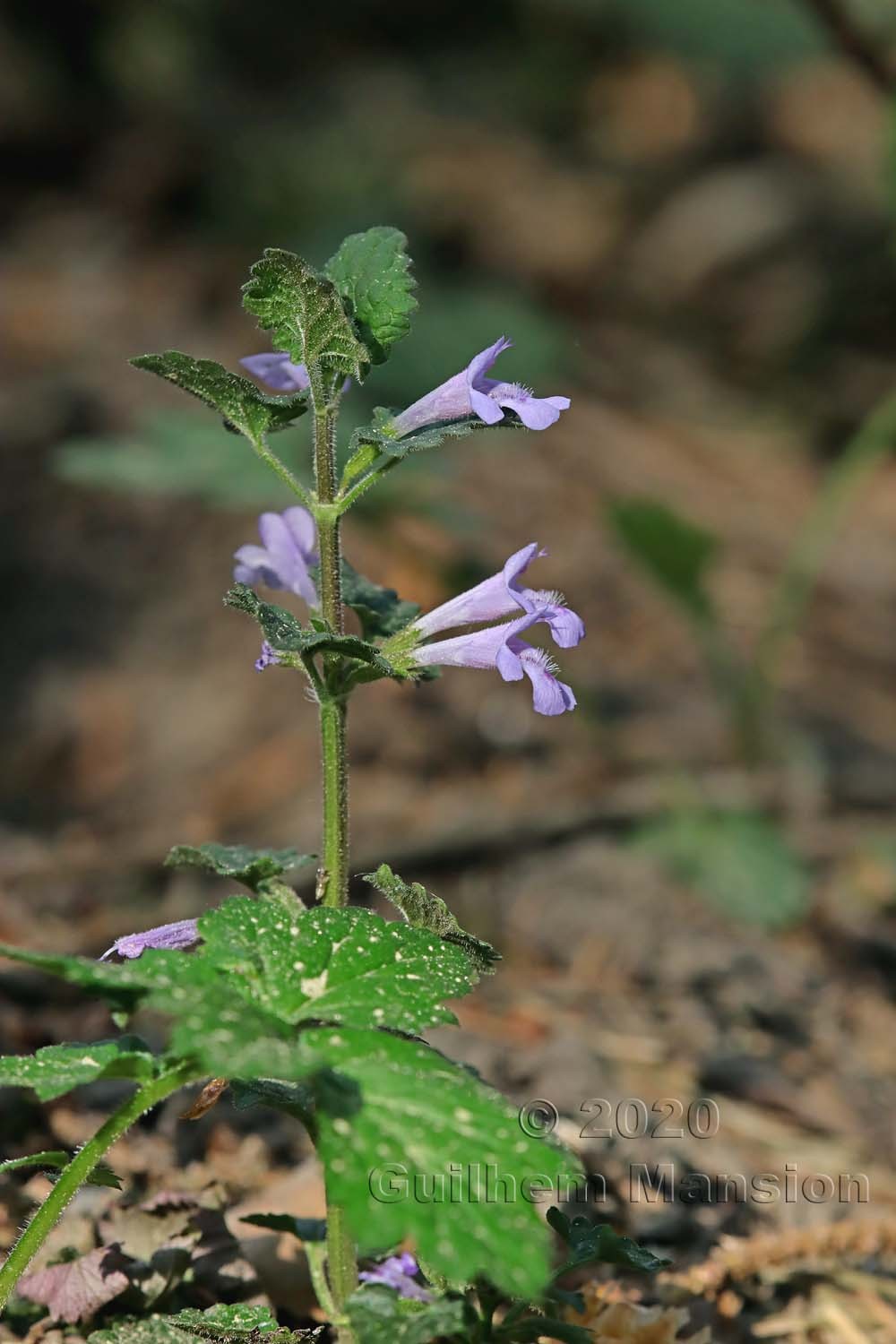 Glechoma hederacea