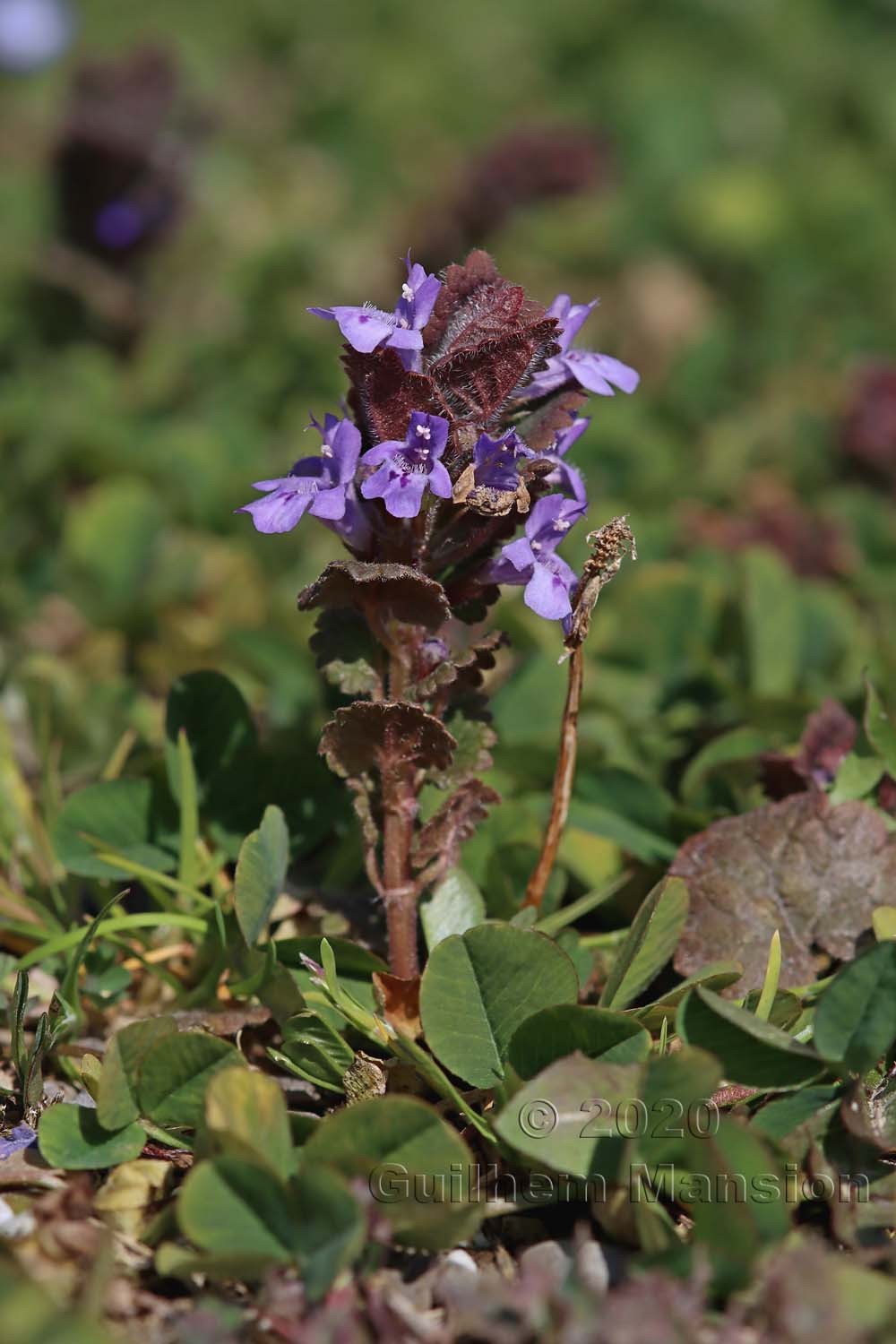 Glechoma hederacea