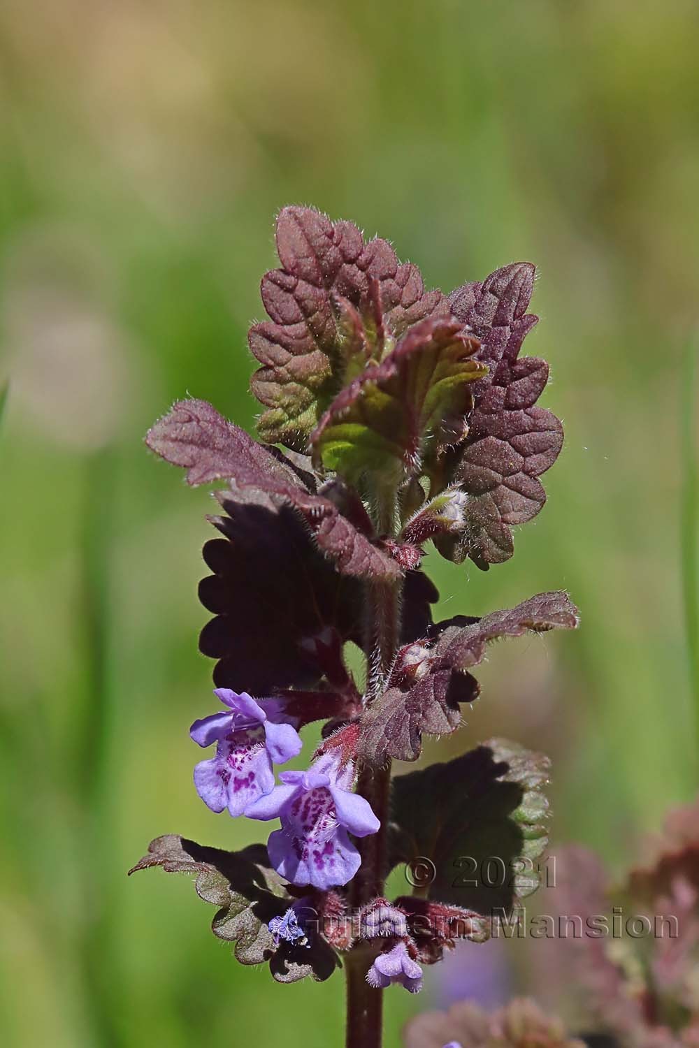 Glechoma hederacea