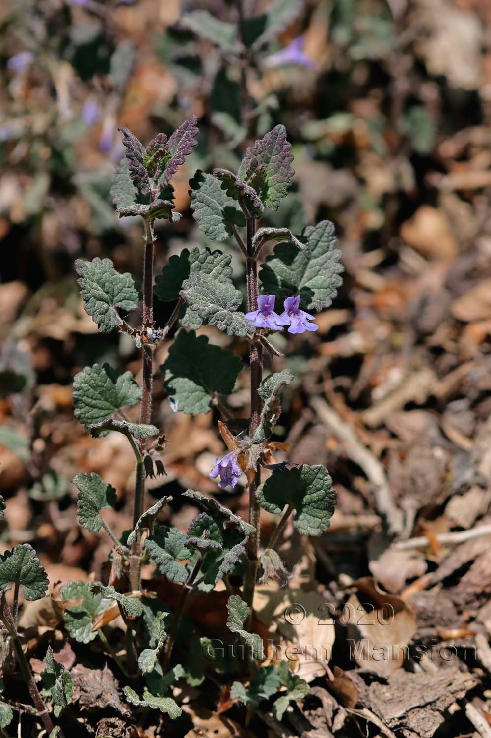 Glechoma hederacea