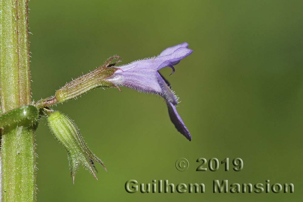 Family - Lamiaceae