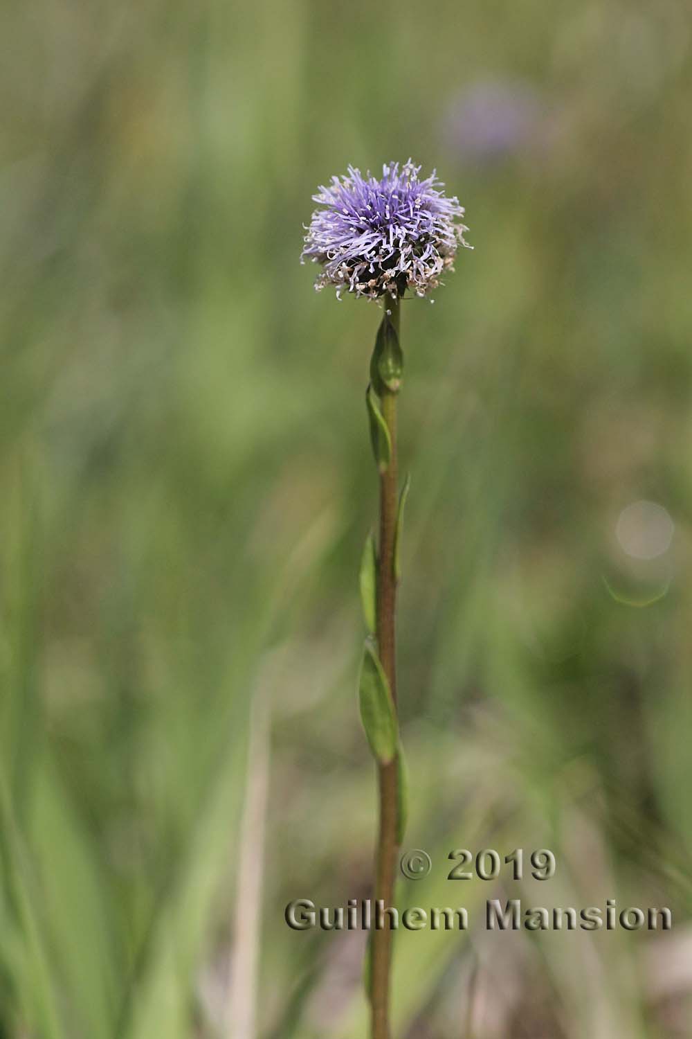 Globularia bisnagarica