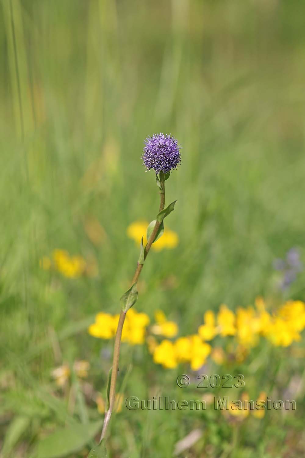 Globularia bisnagarica