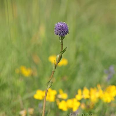 Globularia bisnagarica