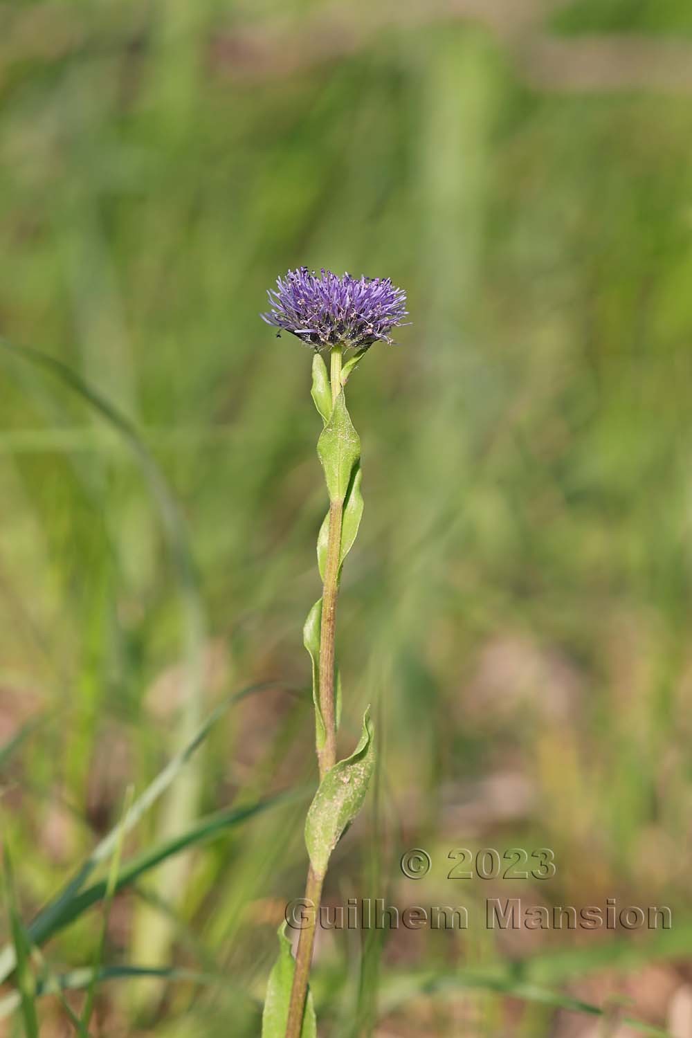 Globularia bisnagarica