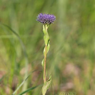 Globularia bisnagarica