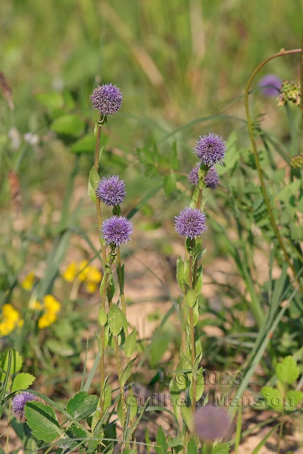 Globularia bisnagarica