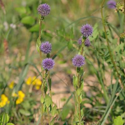 Globularia bisnagarica