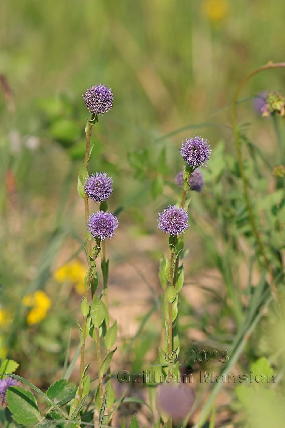 Globularia bisnagarica