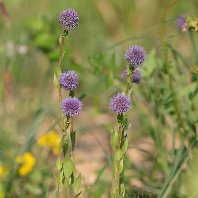 Globularia bisnagarica