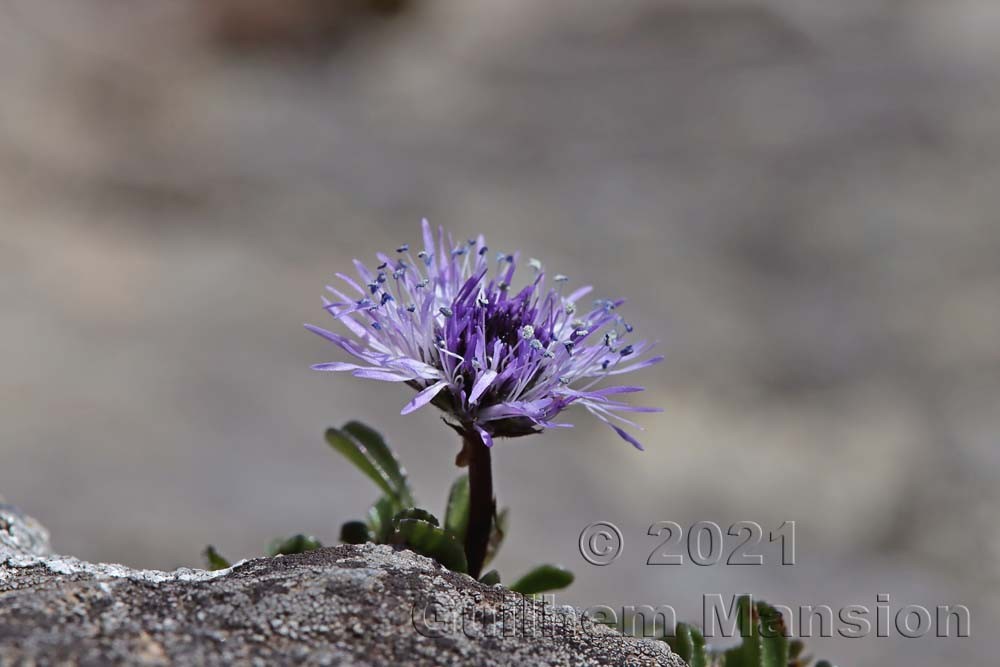 Globularia cordifolia