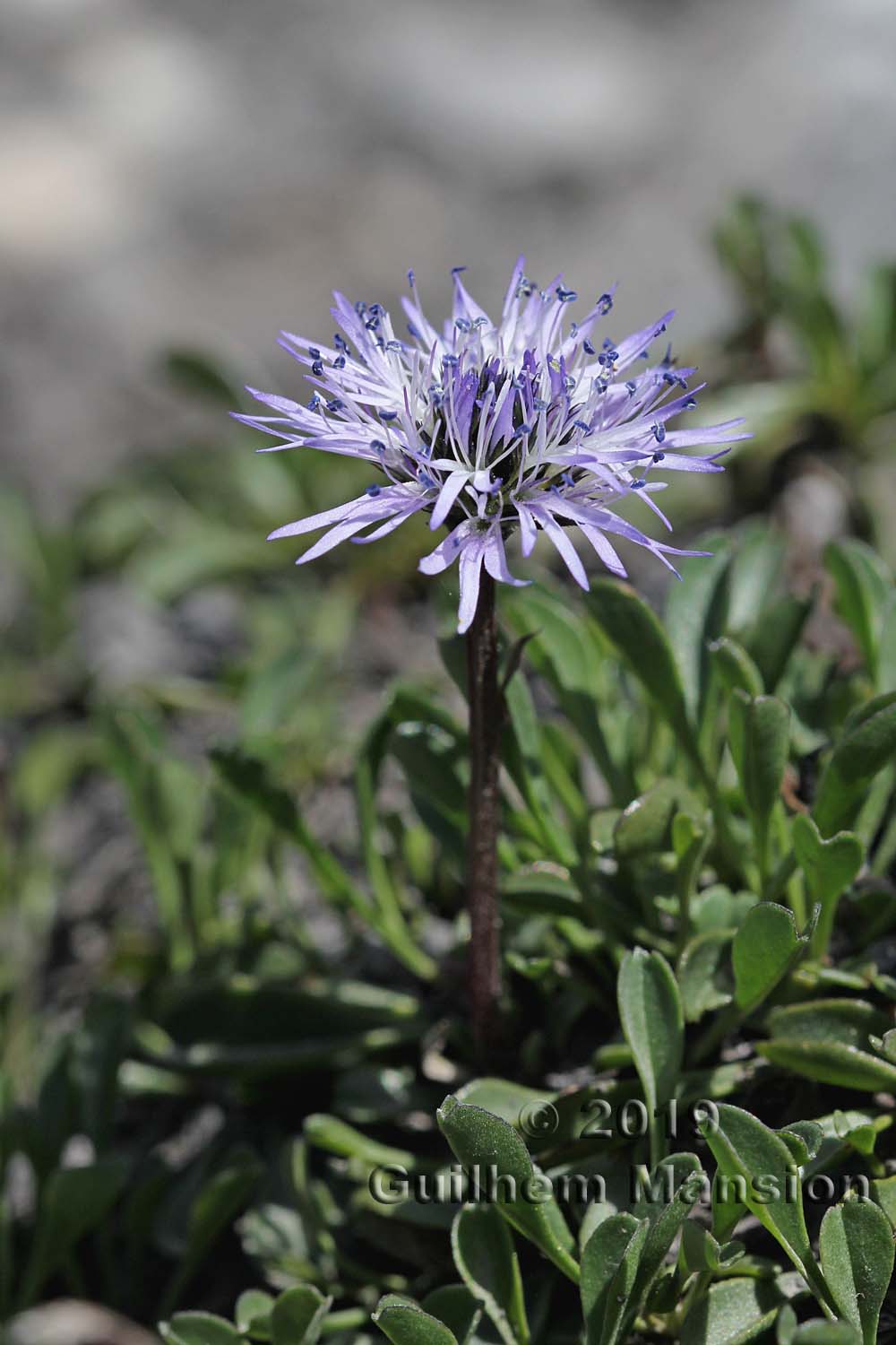 Globularia cordifolia