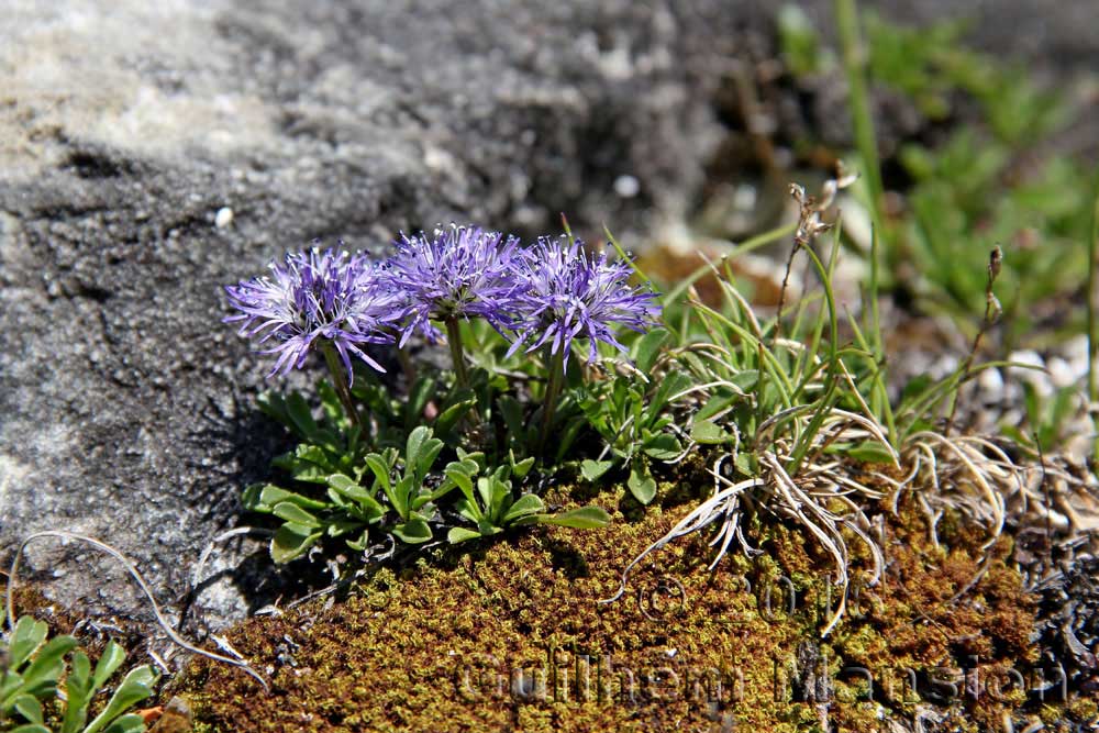 Globularia cordifolia