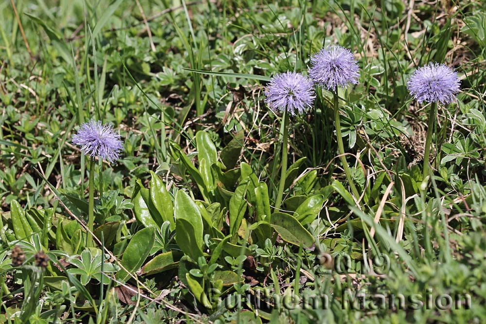 Globularia nudicaulis