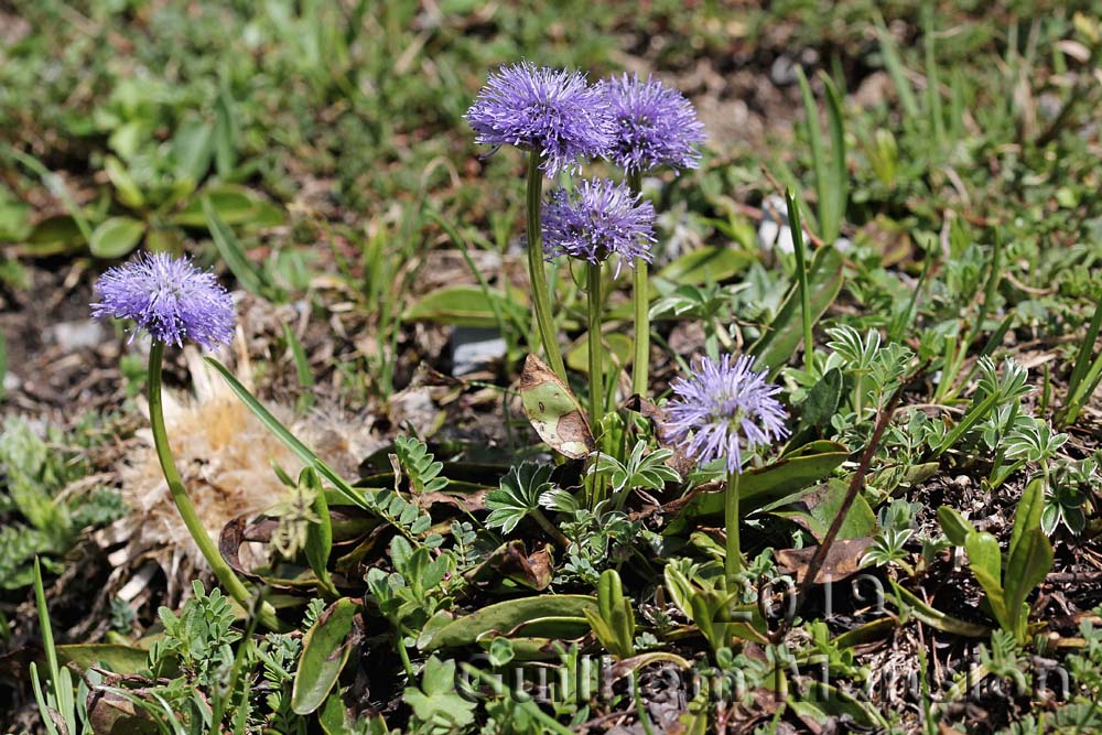 Globularia nudicaulis