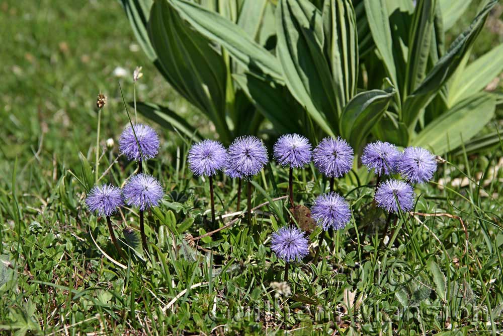 Globularia nudicaulis