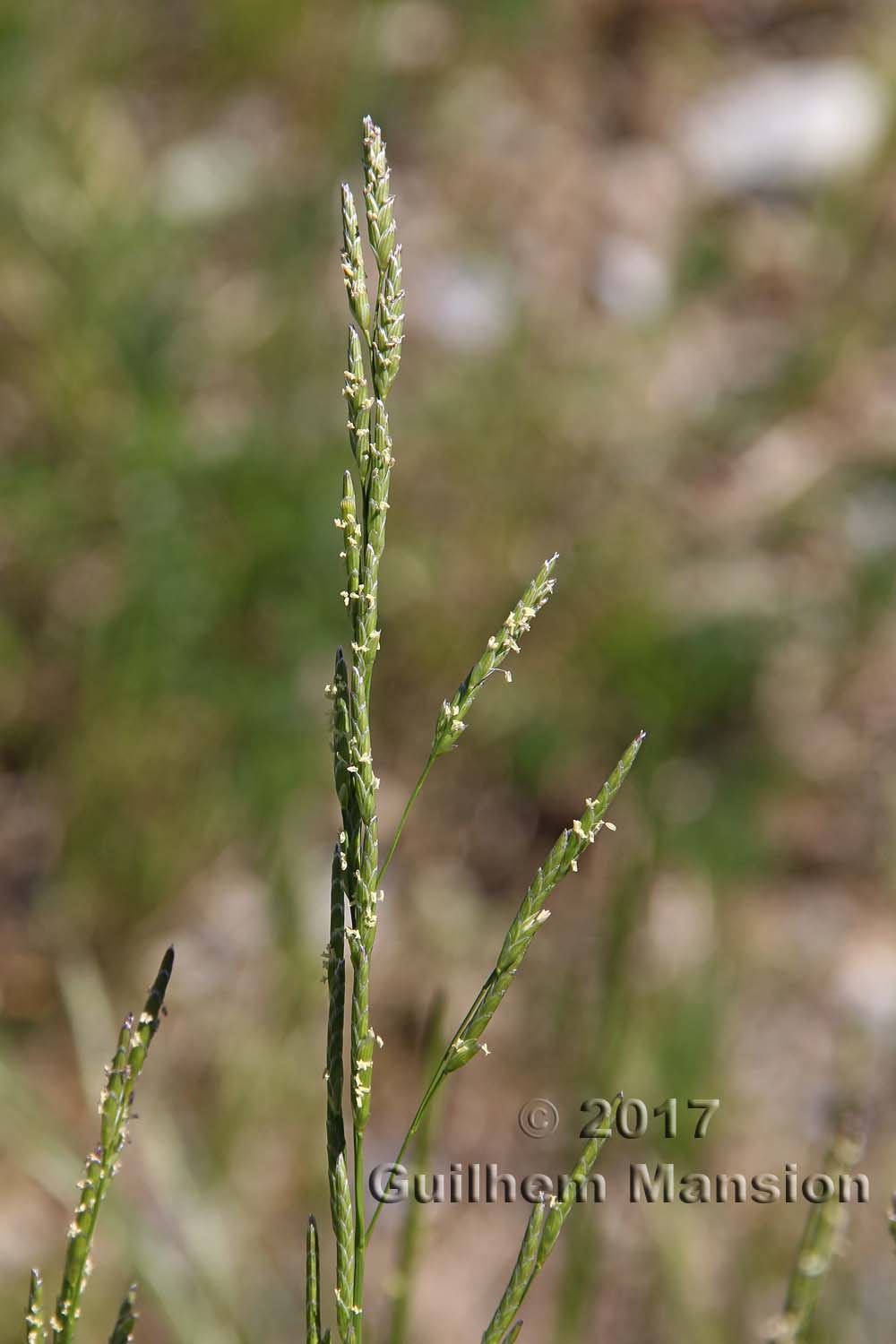 Glyceria notata