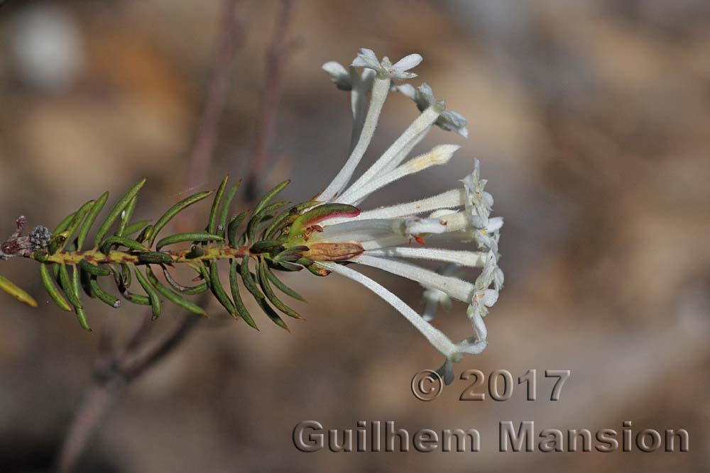 Gnidia pinifolia