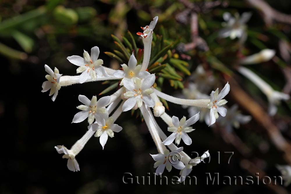 Gnidia pinifolia