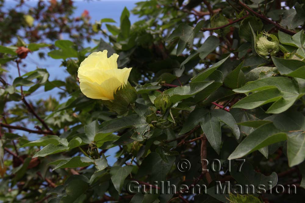 Gossypium arboreum