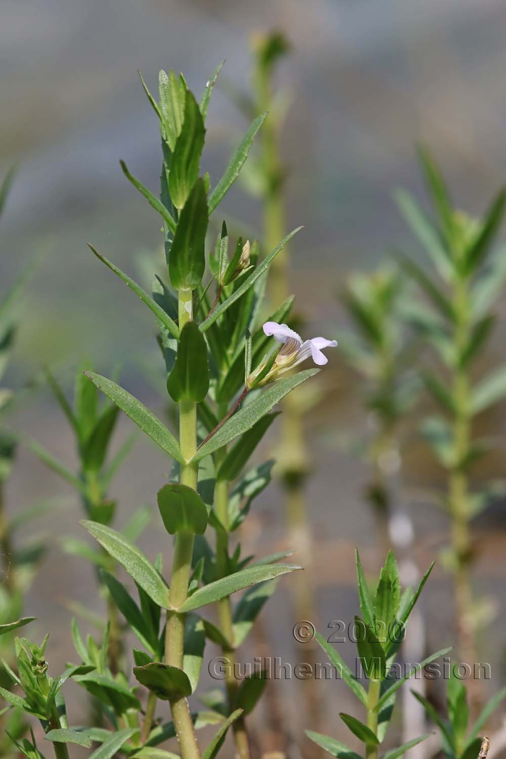 Gratiola officinalis