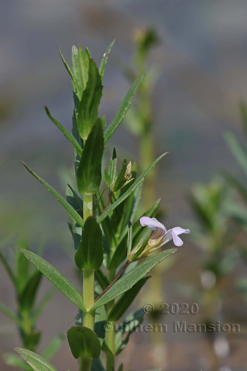 Gratiola officinalis