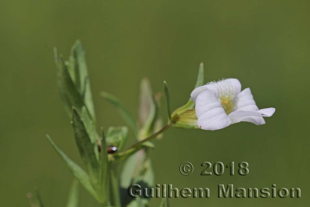 Gratiola officinalis