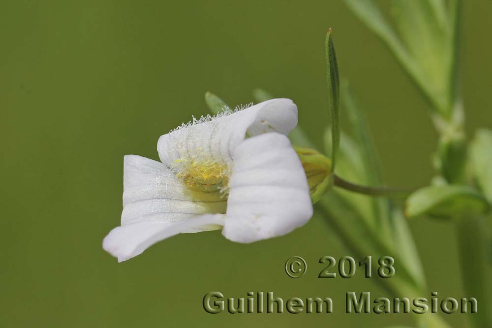 Gratiola officinalis