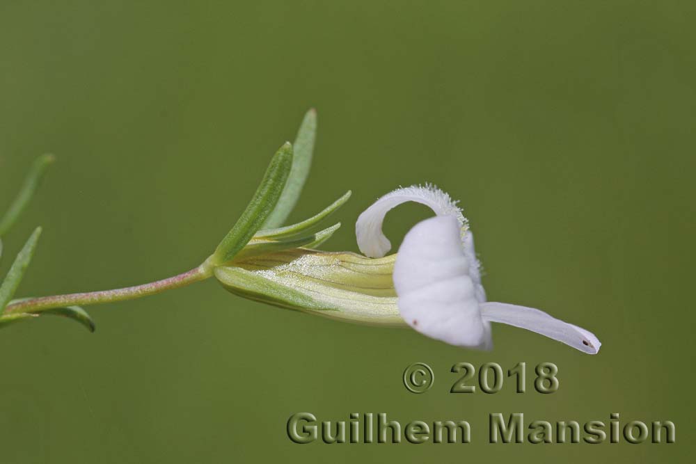 Gratiola officinalis