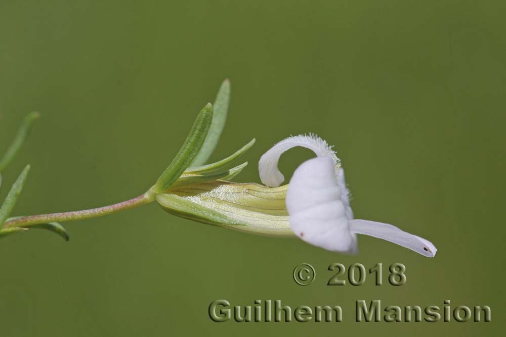 Famille - Plantaginaceae