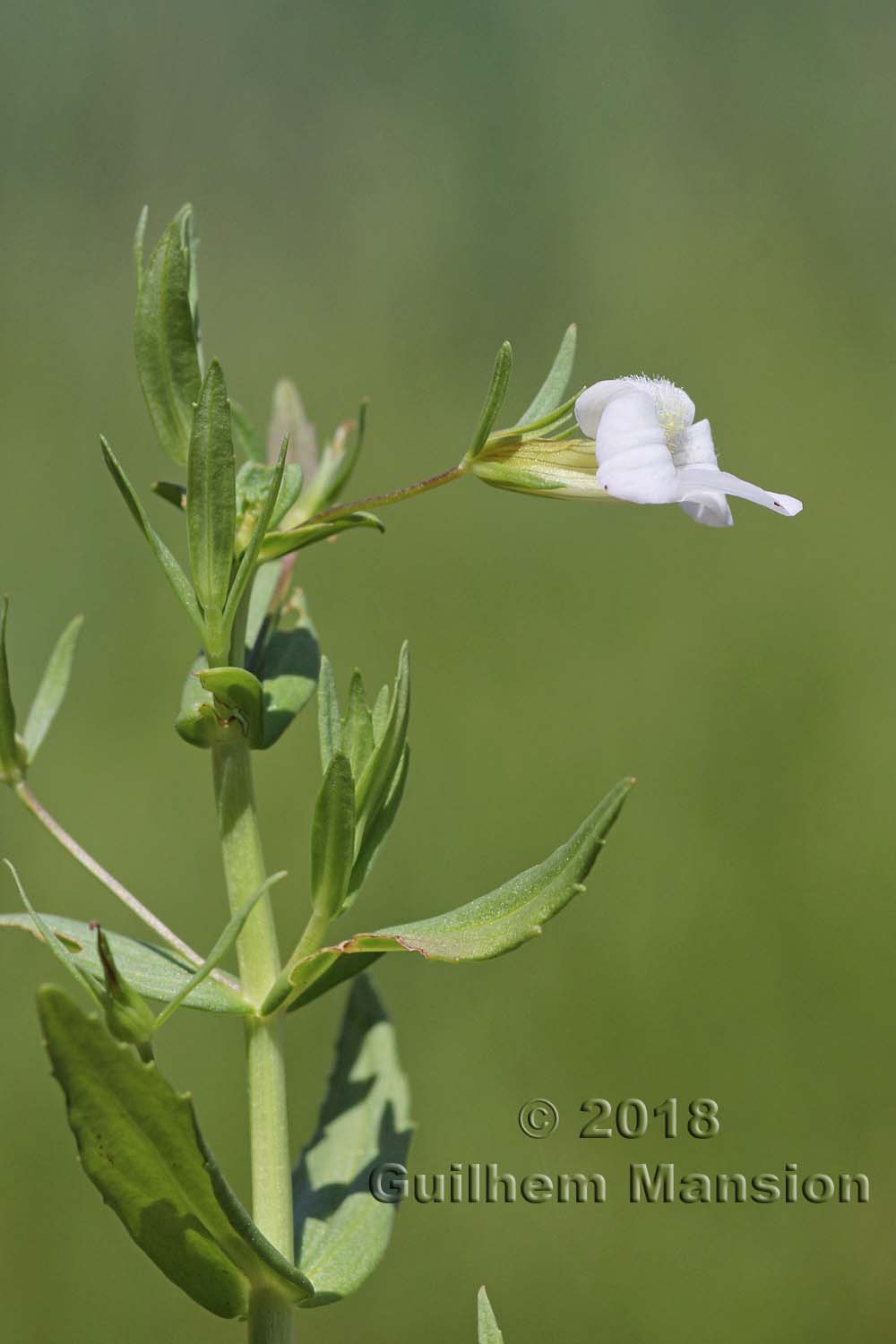 Gratiola officinalis