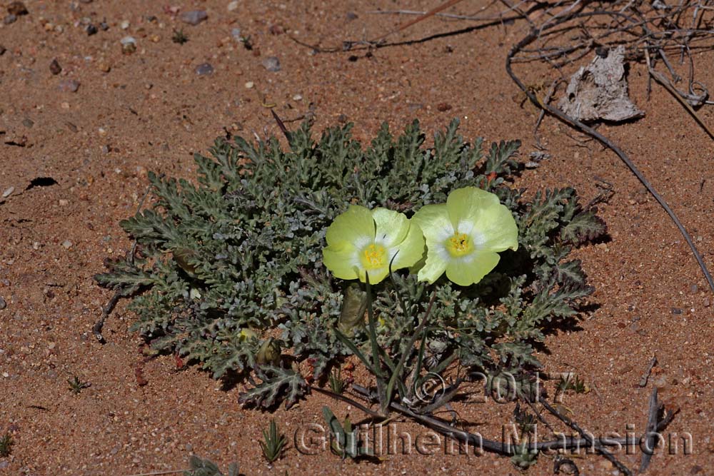 Grielum humifusum