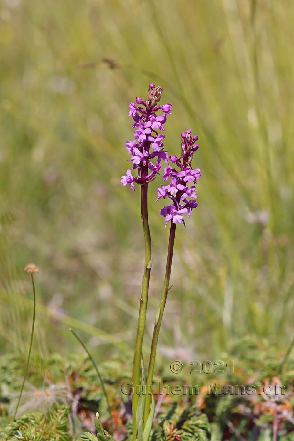 Gymnadenia conopsea