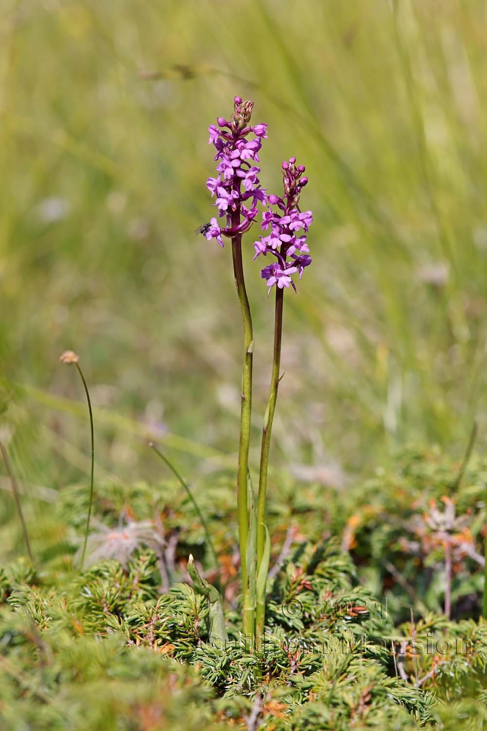 Gymnadenia conopsea