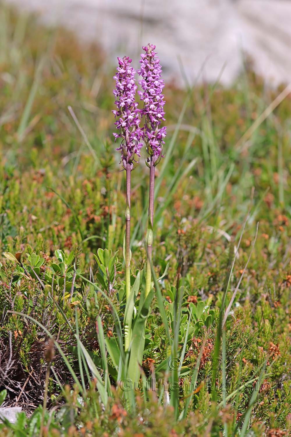 Gymnadenia conopsea