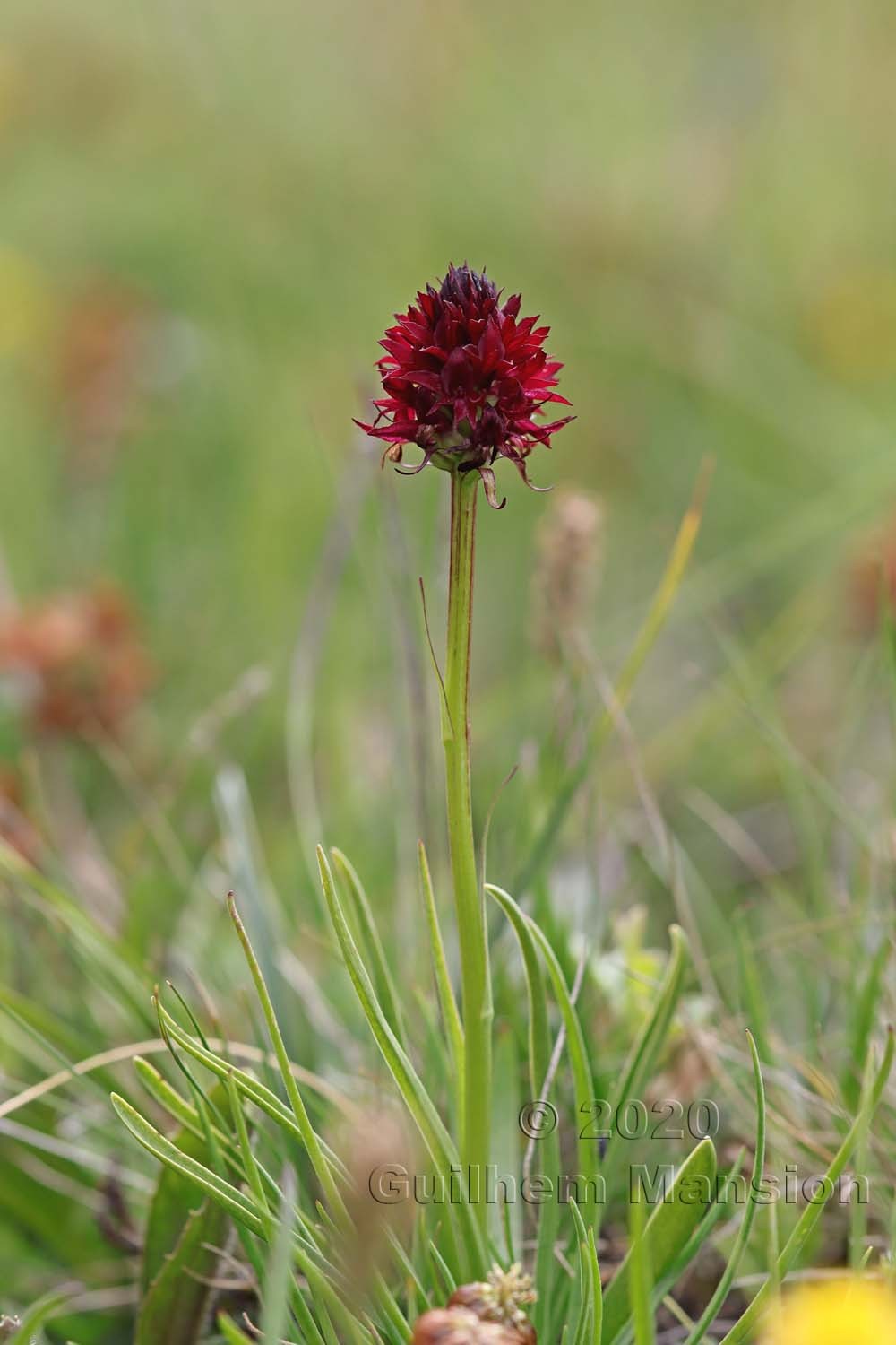 Gymnadenia [Nigritella] nigra