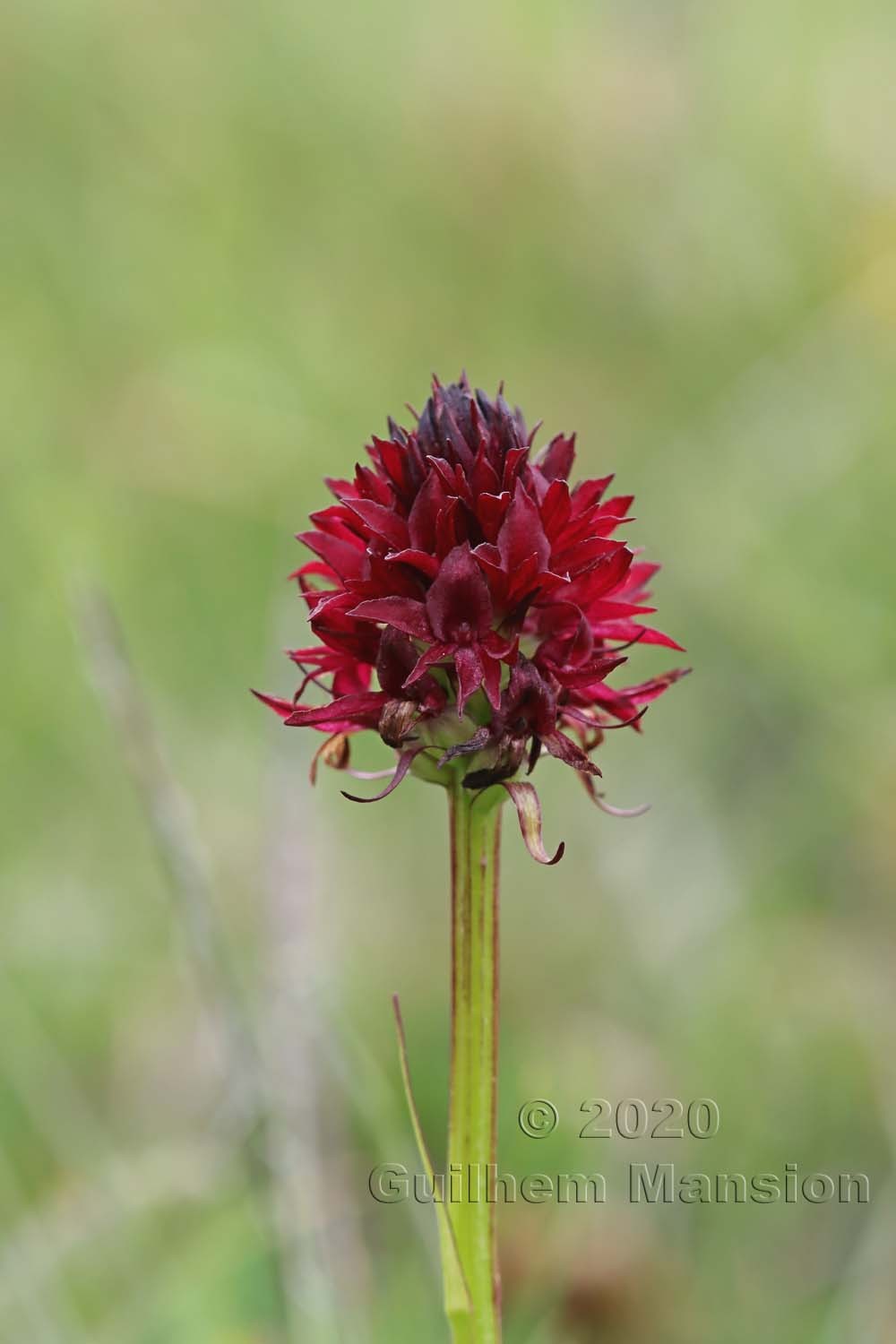 Gymnadenia [Nigritella] nigra