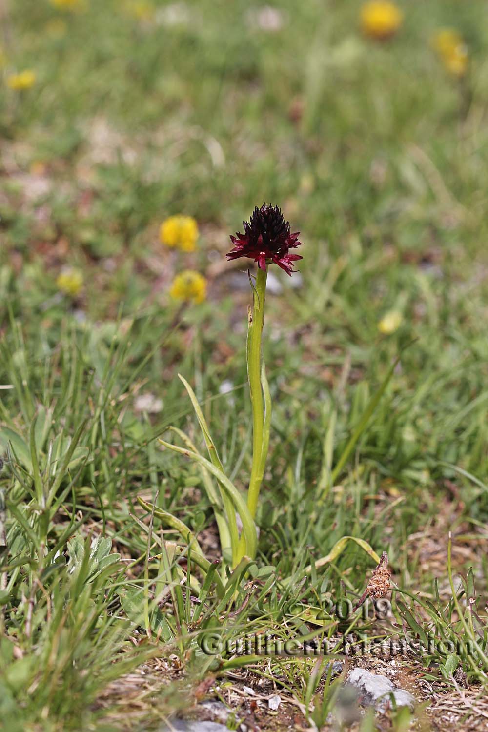 Gymnadenia [Nigritella] nigra subsp. rhellicani