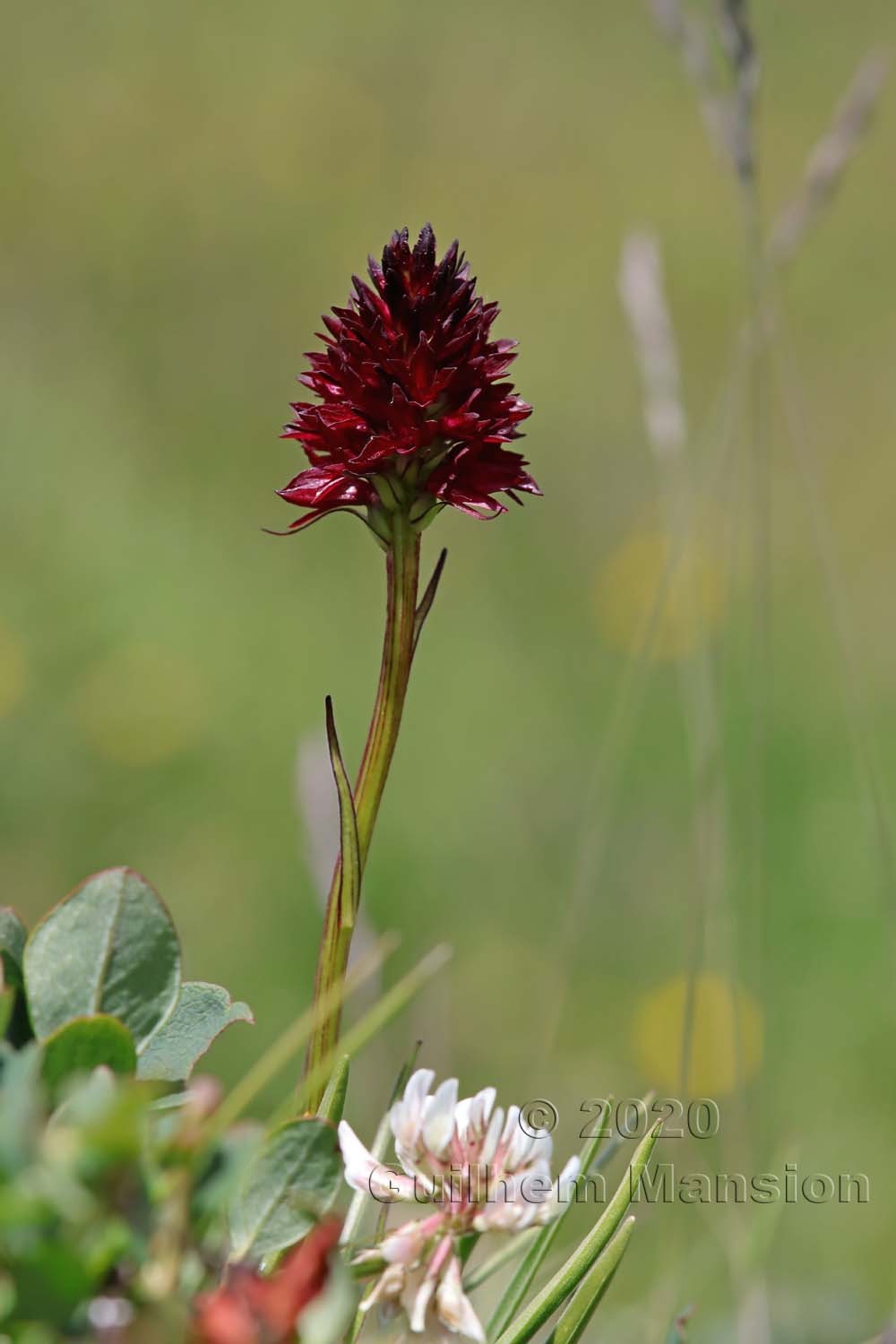 Gymnadenia [Nigritella] nigra subsp. rhellicani