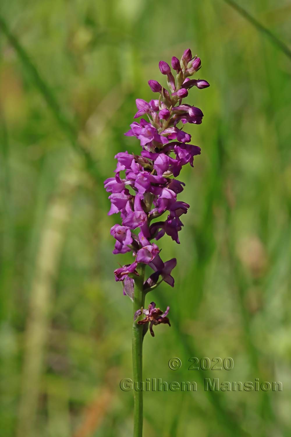 Gymnadenia odoratissima